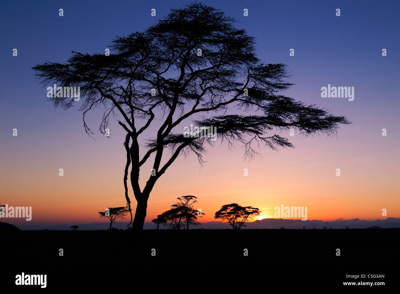 Acacia Kenya Settentrionale, Kenya Foto Stock