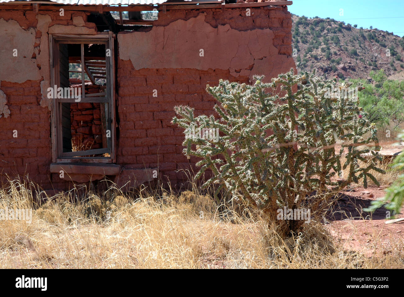 Un cactus cresce nel cortile anteriore di un lungo-fattoria abbandonata in Cuervo, Nuovo Messico. Foto Stock