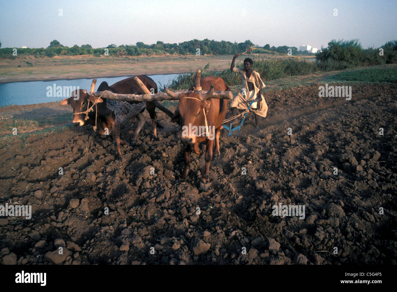 Ragazzo arando terreno agricolo con buoi, Sudan del Nord Foto Stock