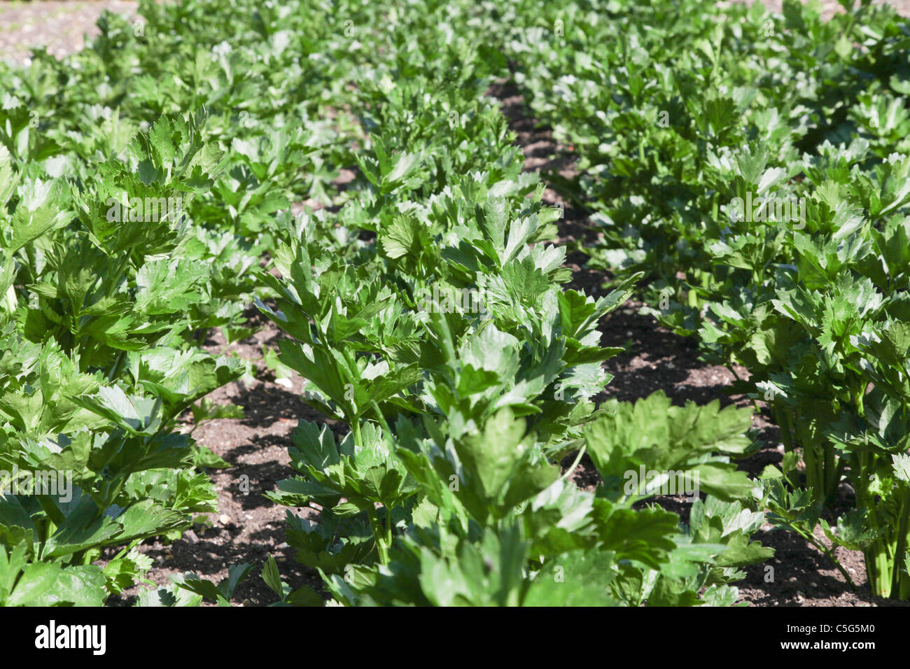 Sedano rapa Foto Stock