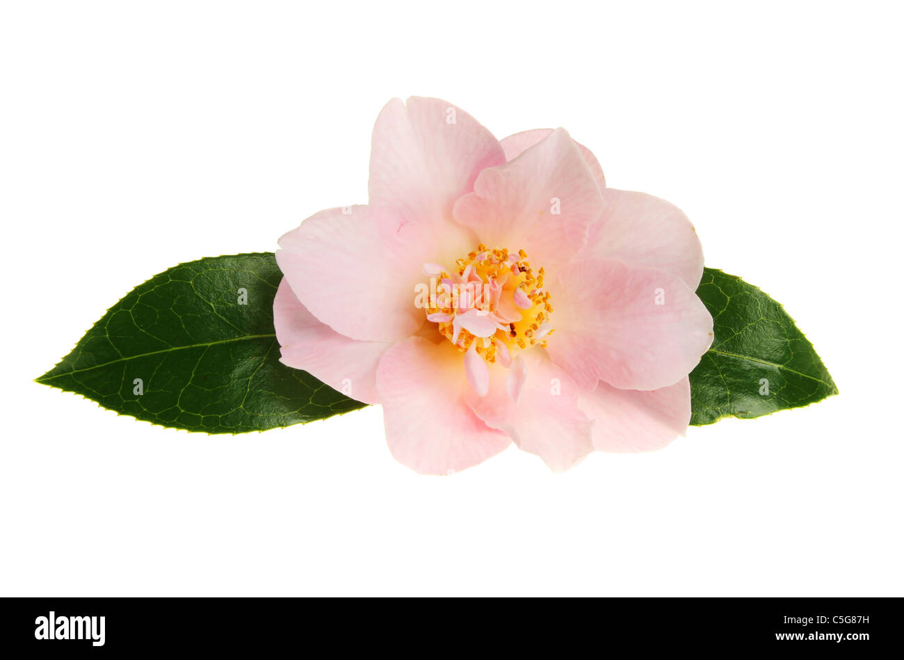 Pastel Pink Camellia fiore con due foglie verdi Foto Stock