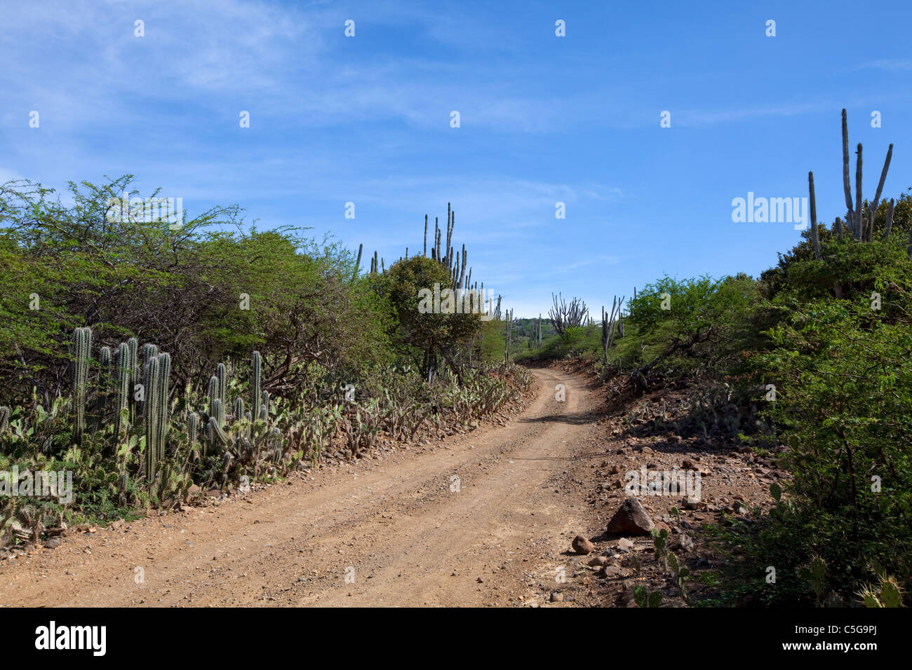 Bonaire. Attraversa il Washington Slagbaai National Park con un sacco di cactus. Foto V.D. Foto Stock