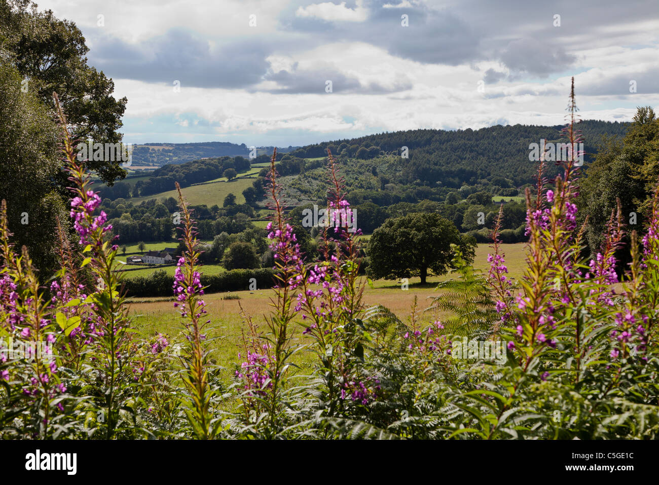 Agriturismo in estate paesaggio MONMOUTHSHIRE Wales UK Foto Stock