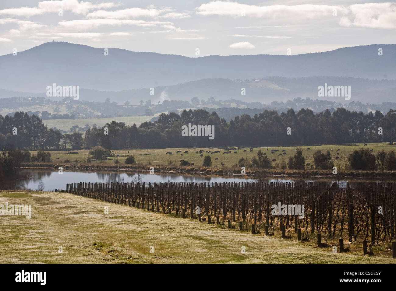 Vigneto in Valle di Yarra, Victoria, Australia Foto Stock
