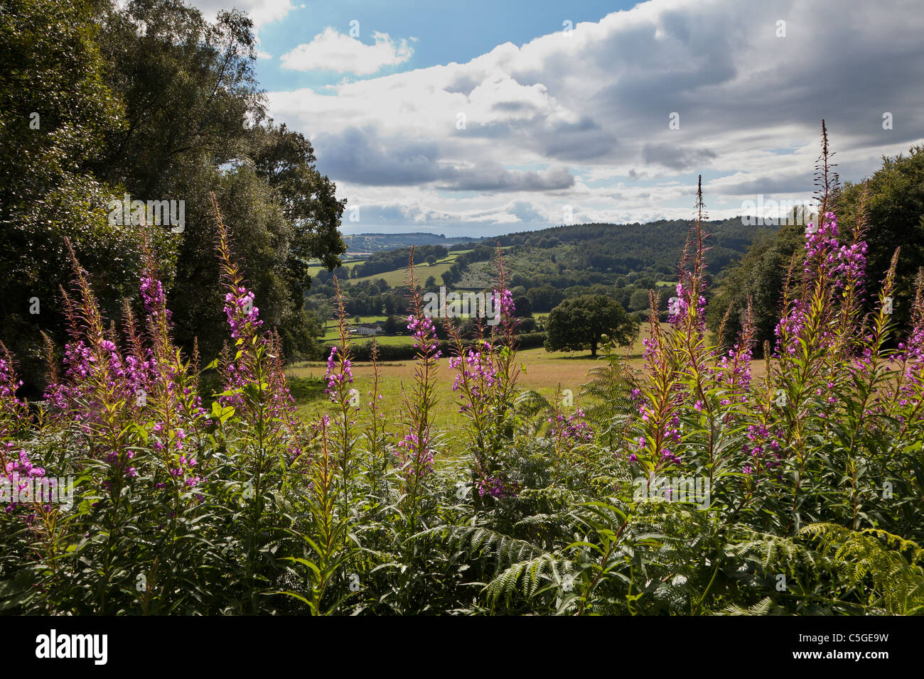 Agriturismo in estate paesaggio MONMOUTHSHIRE Wales UK Foto Stock