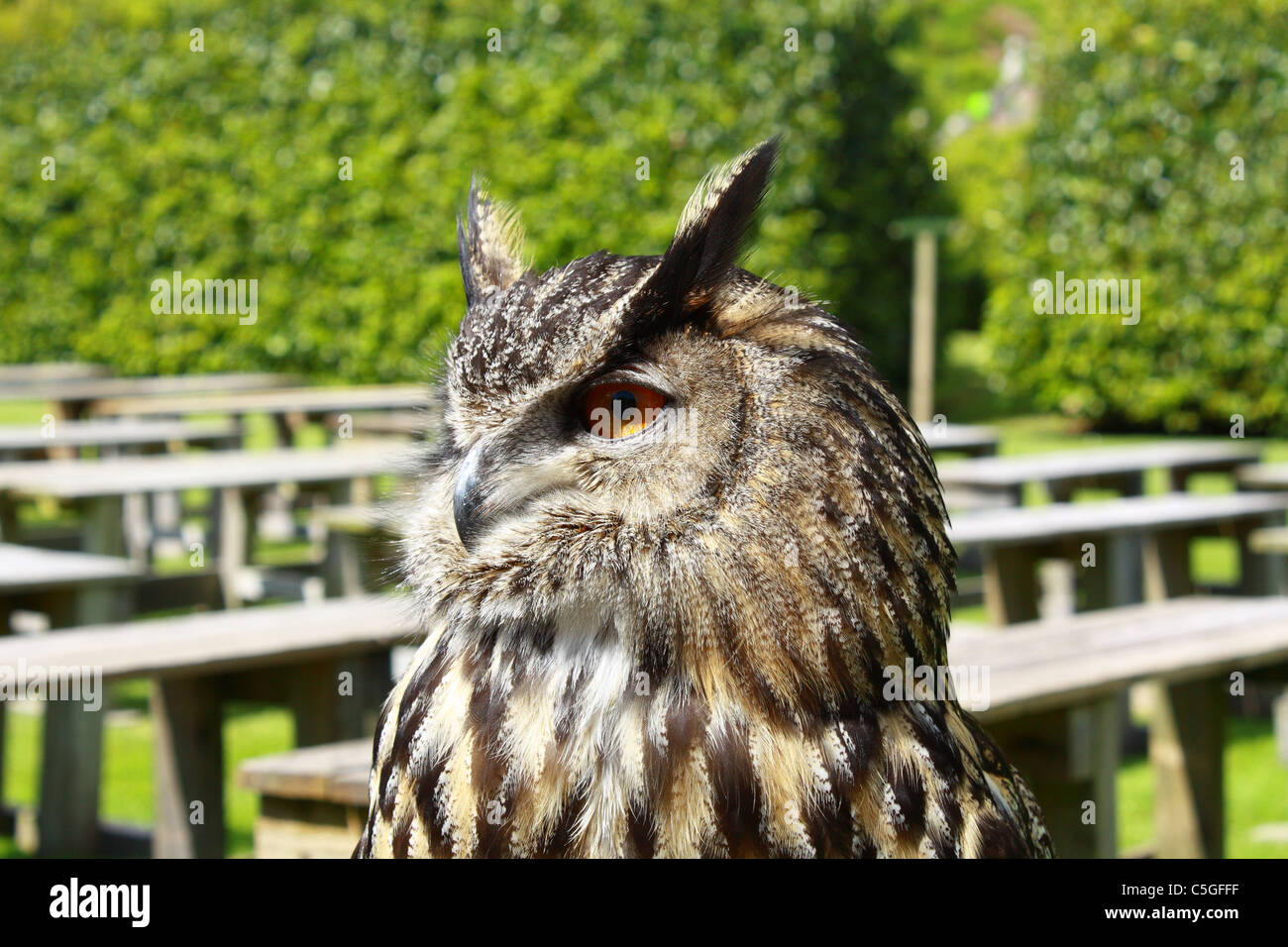 Il gufo a Dunrobin Falconry Centre Foto Stock