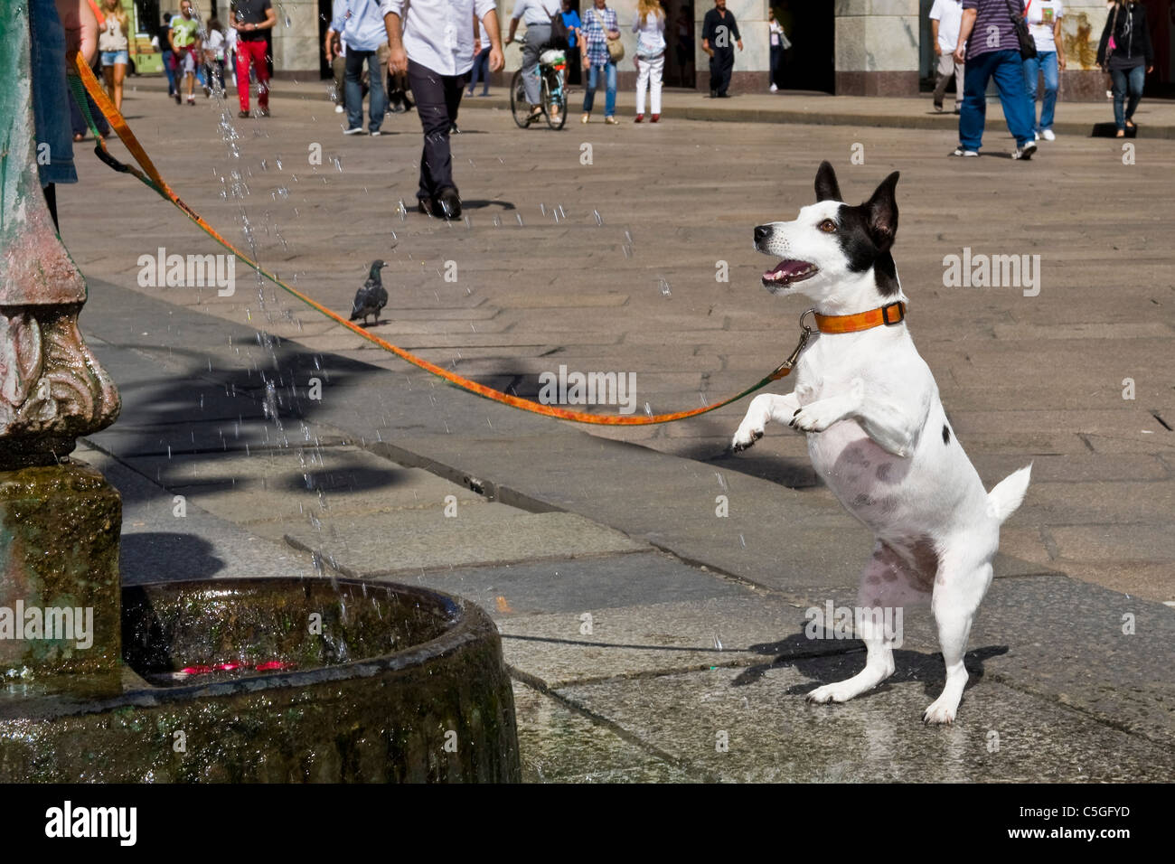 Cane, Milano, Lombardia, Italia Foto Stock