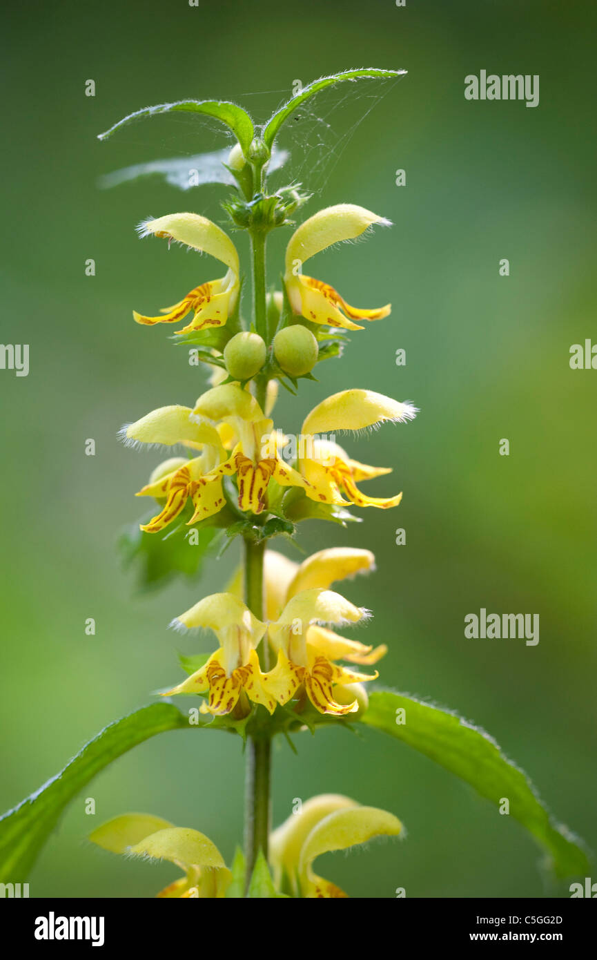 Giallo Dead Ortica Lamium gaieobdolon REGNO UNITO Foto Stock