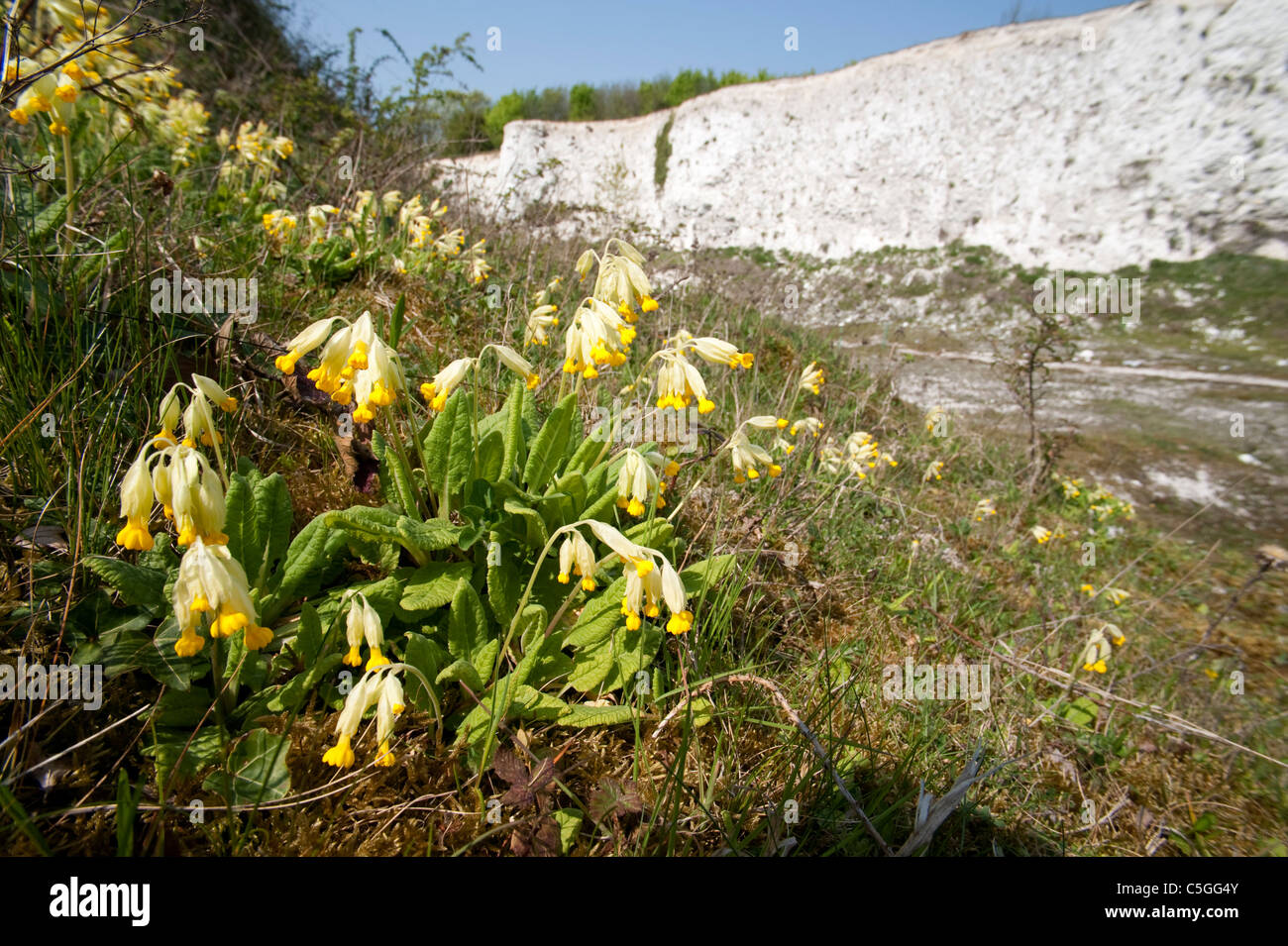 Cowslip Primula veris Monkton Riserva Naturale REGNO UNITO Foto Stock