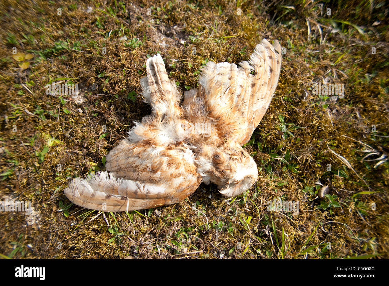 Morto il barbagianni Tyto alba REGNO UNITO Foto Stock Morto il barbagianni Tyto alba REGNO UNITO Foto Stock
