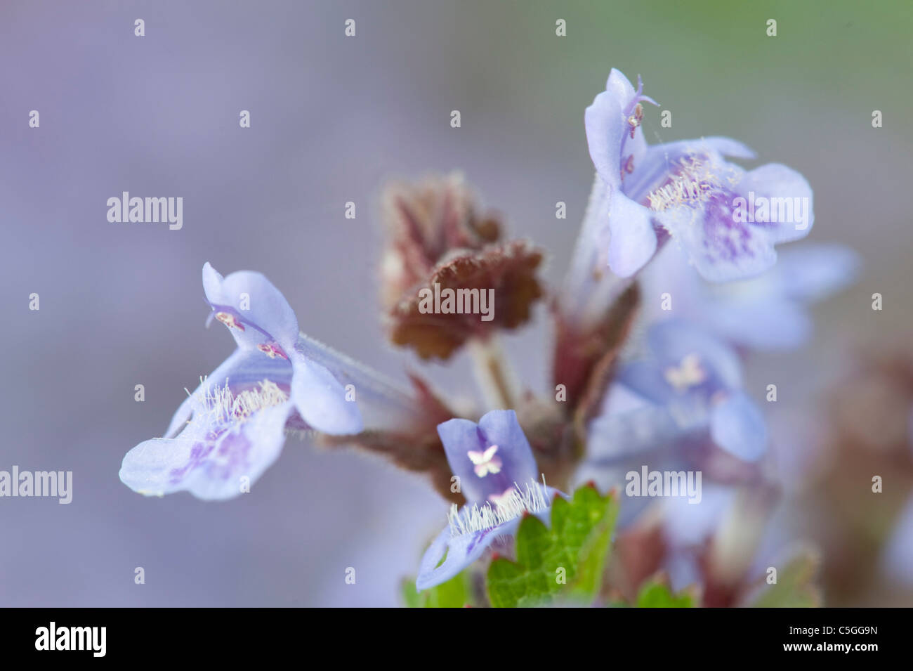 Massa Ivy Glechoma hederacea Kent REGNO UNITO Foto Stock