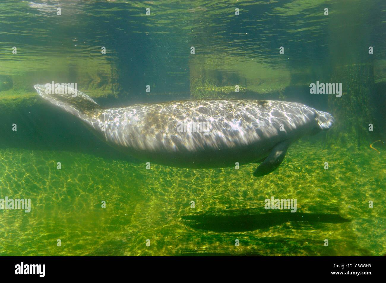 Il Lowry Park Zoo St Petersburg Florida West Indian Manatee Foto Stock