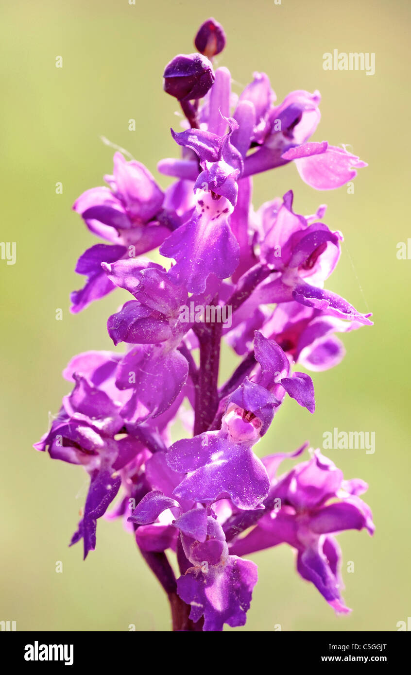 Inizio Purple Orchid Orchis mascula Park Gate verso il basso REGNO UNITO Foto Stock