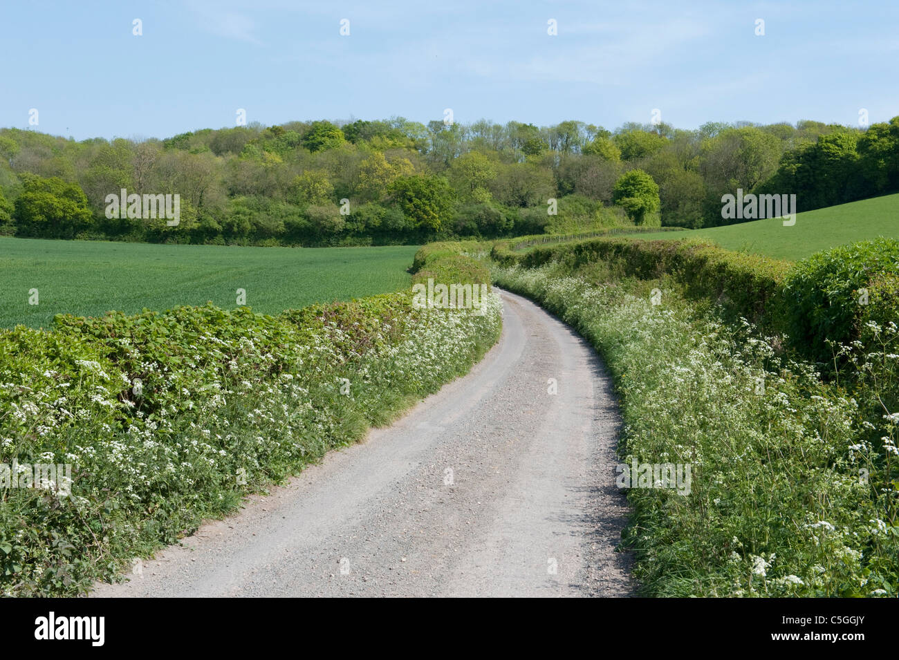 Tradizionale siepe Kent REGNO UNITO Foto Stock