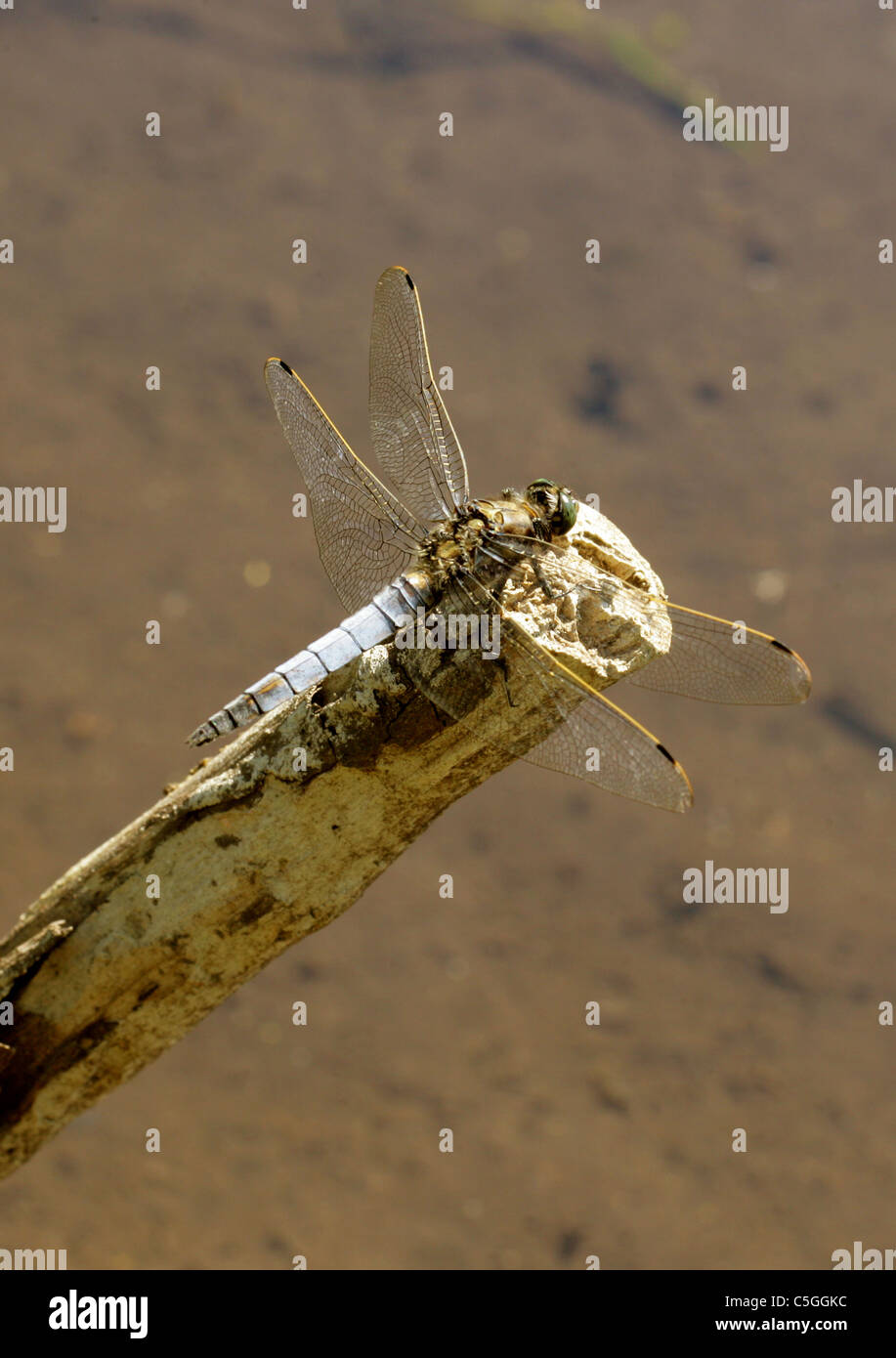 Nero-tailed Skimmer Dragonfly, Orthetrum cancellatum, Libellulidae, odonati. Maschio. Springwell laghi, Hertfordshire. Foto Stock