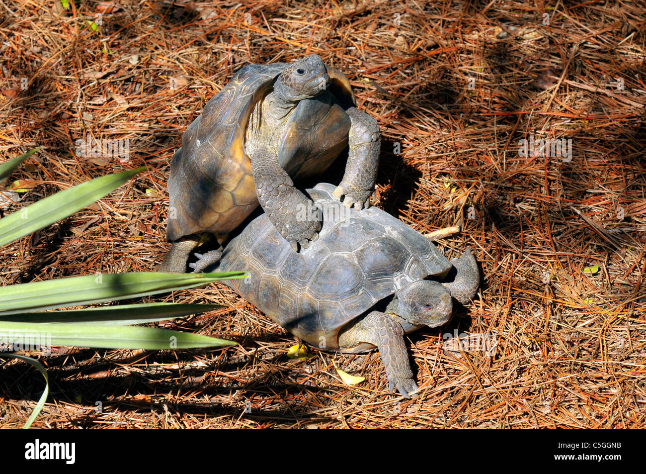Il Lowry Park Zoo St Petersburg Florida tartarughe coniugata Foto Stock
