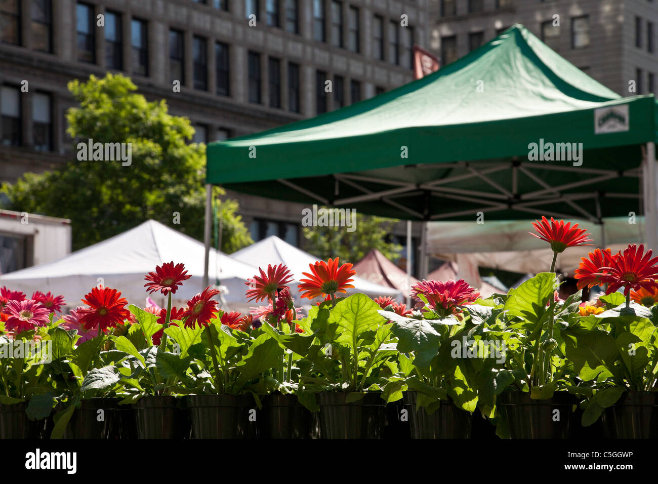 Flower appartamenti, Union Square Greenmarket, NYC Foto Stock