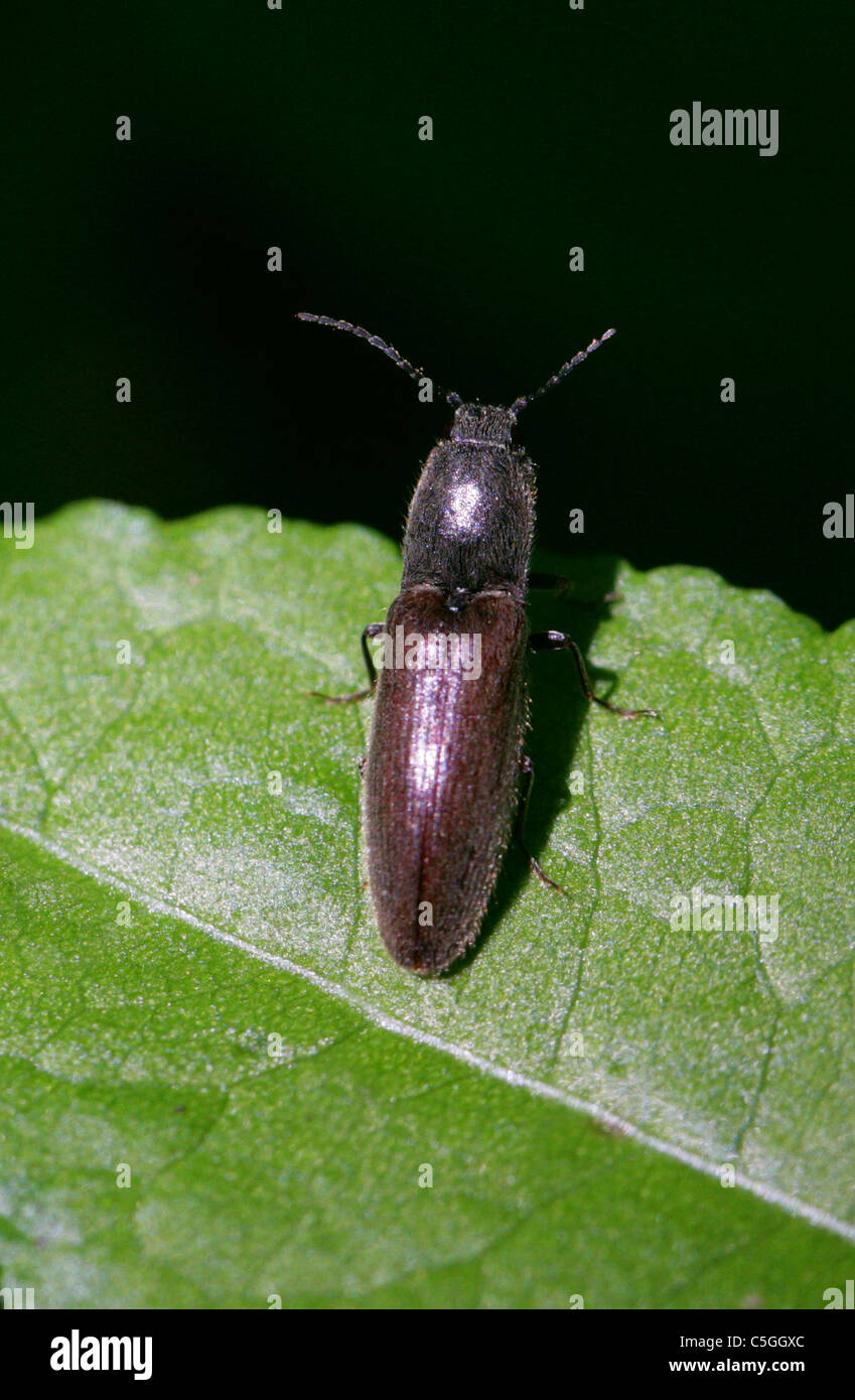 Fare clic su Beetle, Athous haemorrhoidalis, Elateridae, coleotteri. Regno Unito Foto Stock