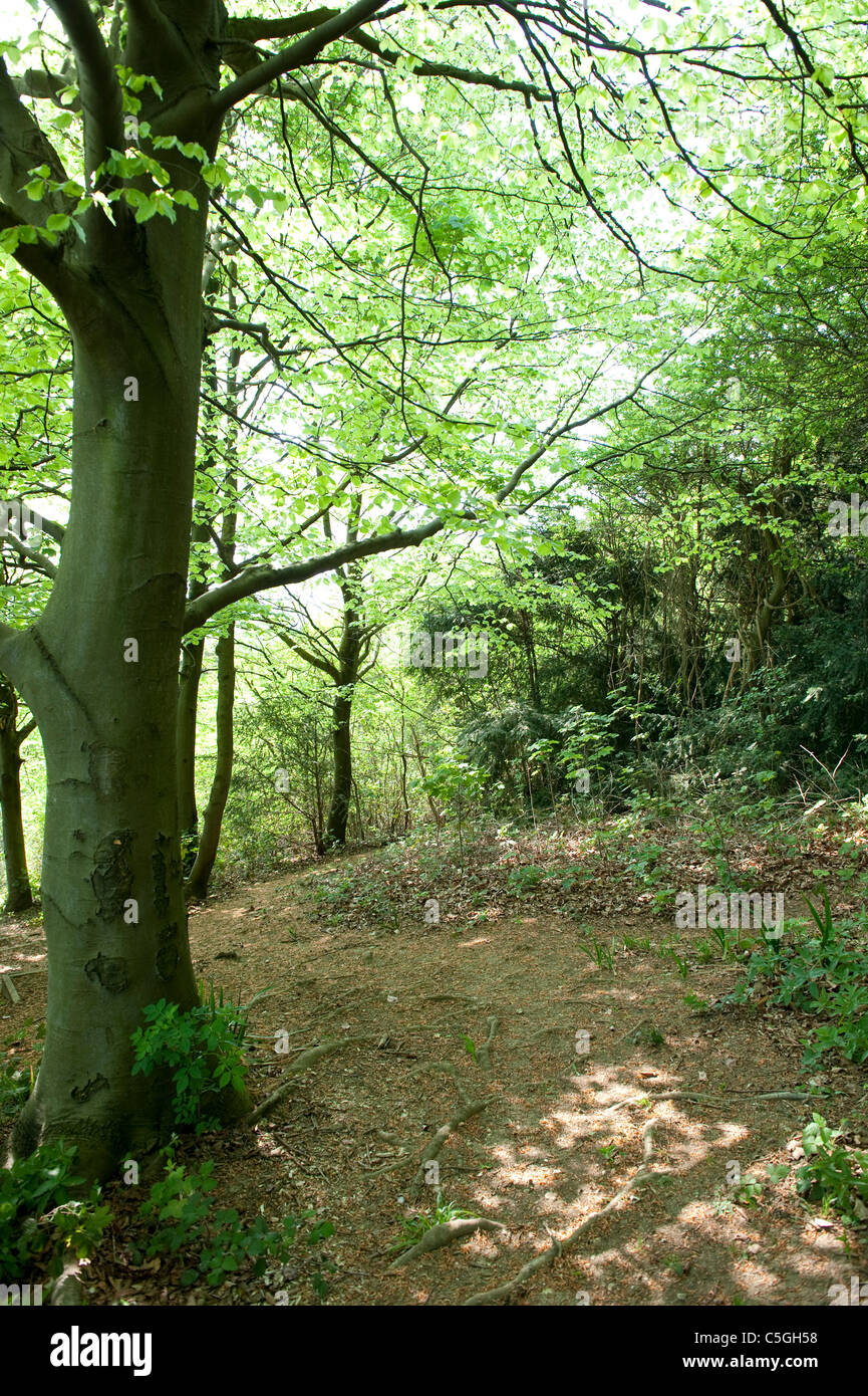 Albero nel bosco di larici Kent Wildlife Trust UK Foto Stock