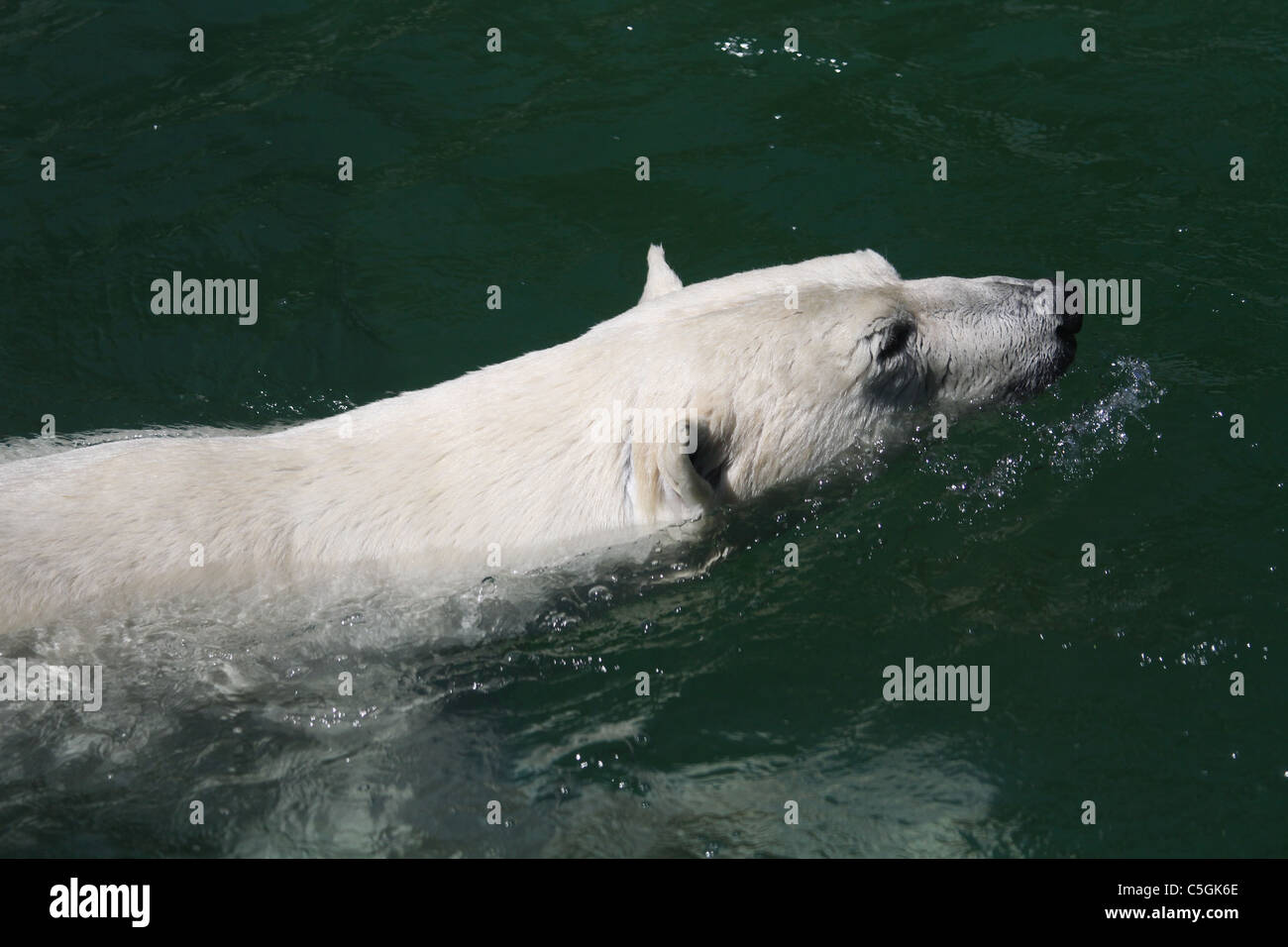 Orso polare nuoto Foto Stock