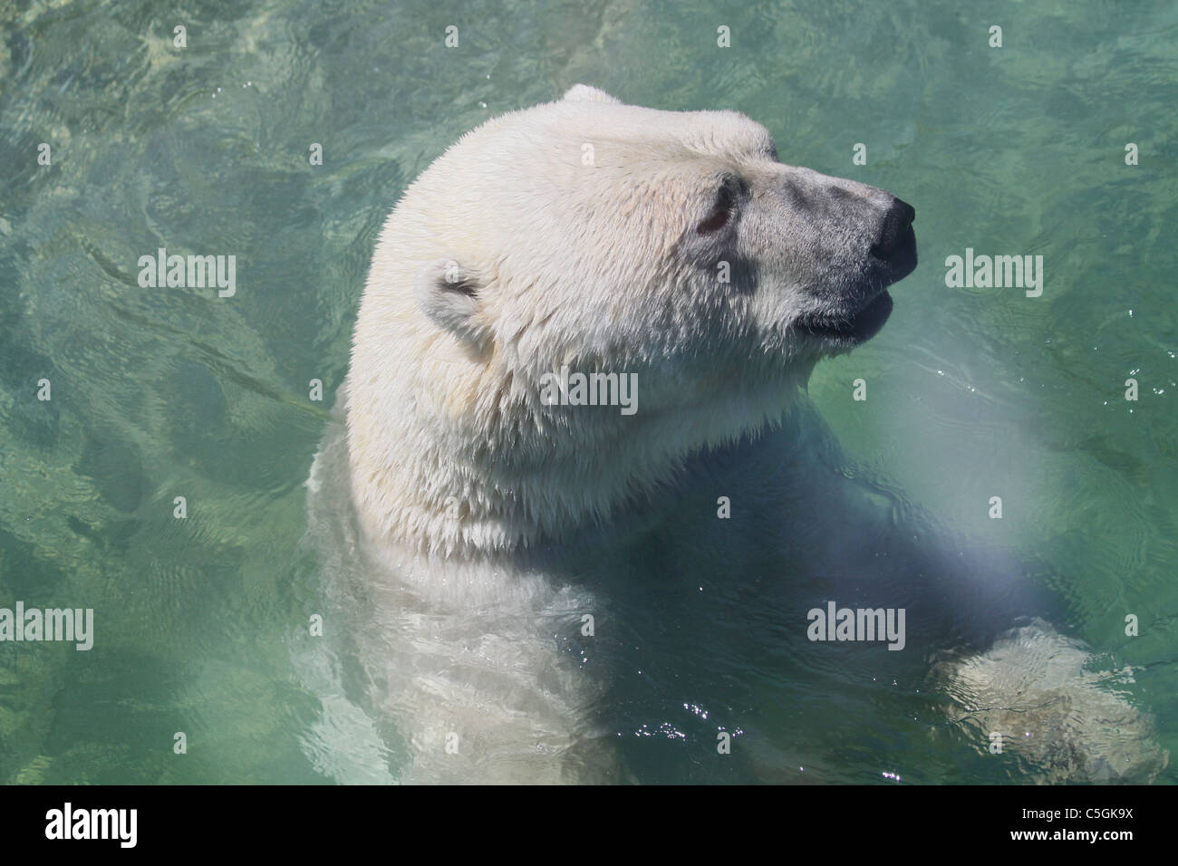 Orso polare acqua di testa Foto Stock