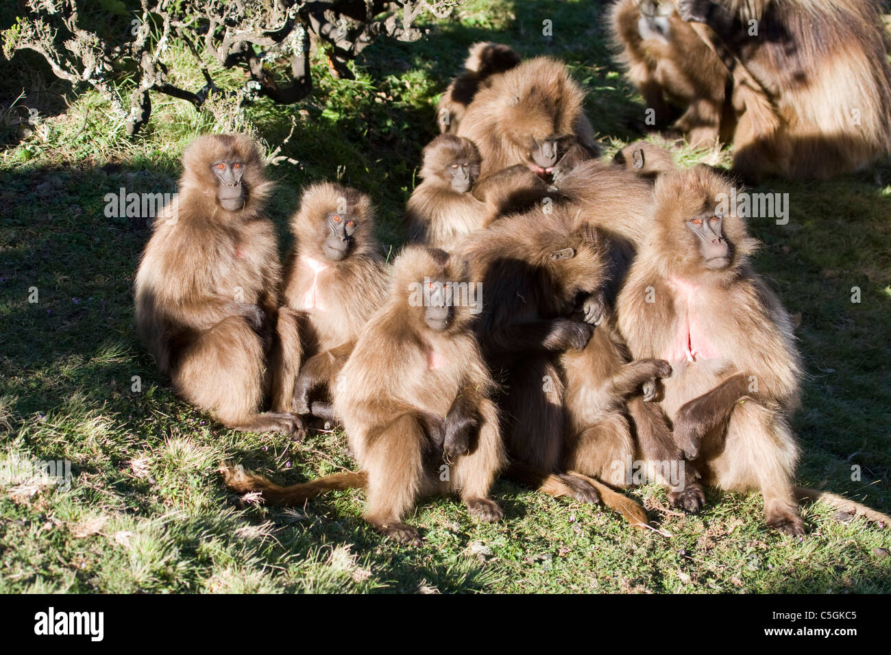 Scimmie Gelada, Theropithecus gelada, gruppo femminile con neonati Simien Mountains Etiopia Foto Stock