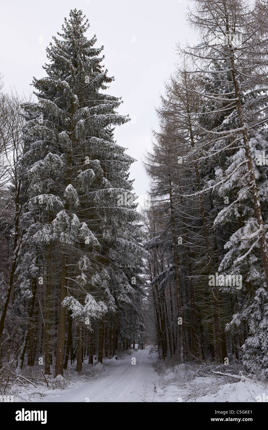 Neve in foresta Foto Stock