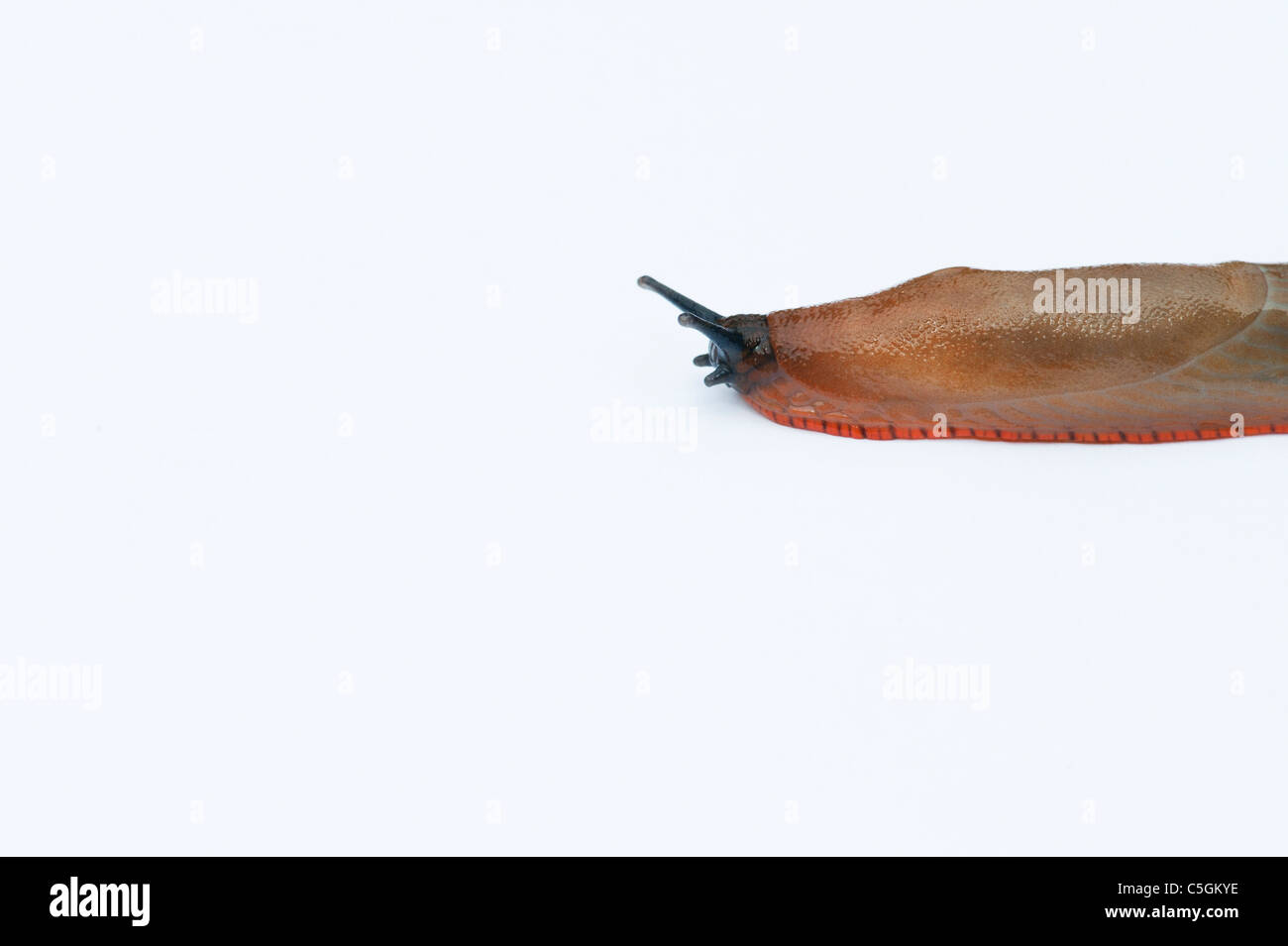 Arion ater agg . Orange slug varietà di grande nero Arion slug su sfondo bianco Foto Stock