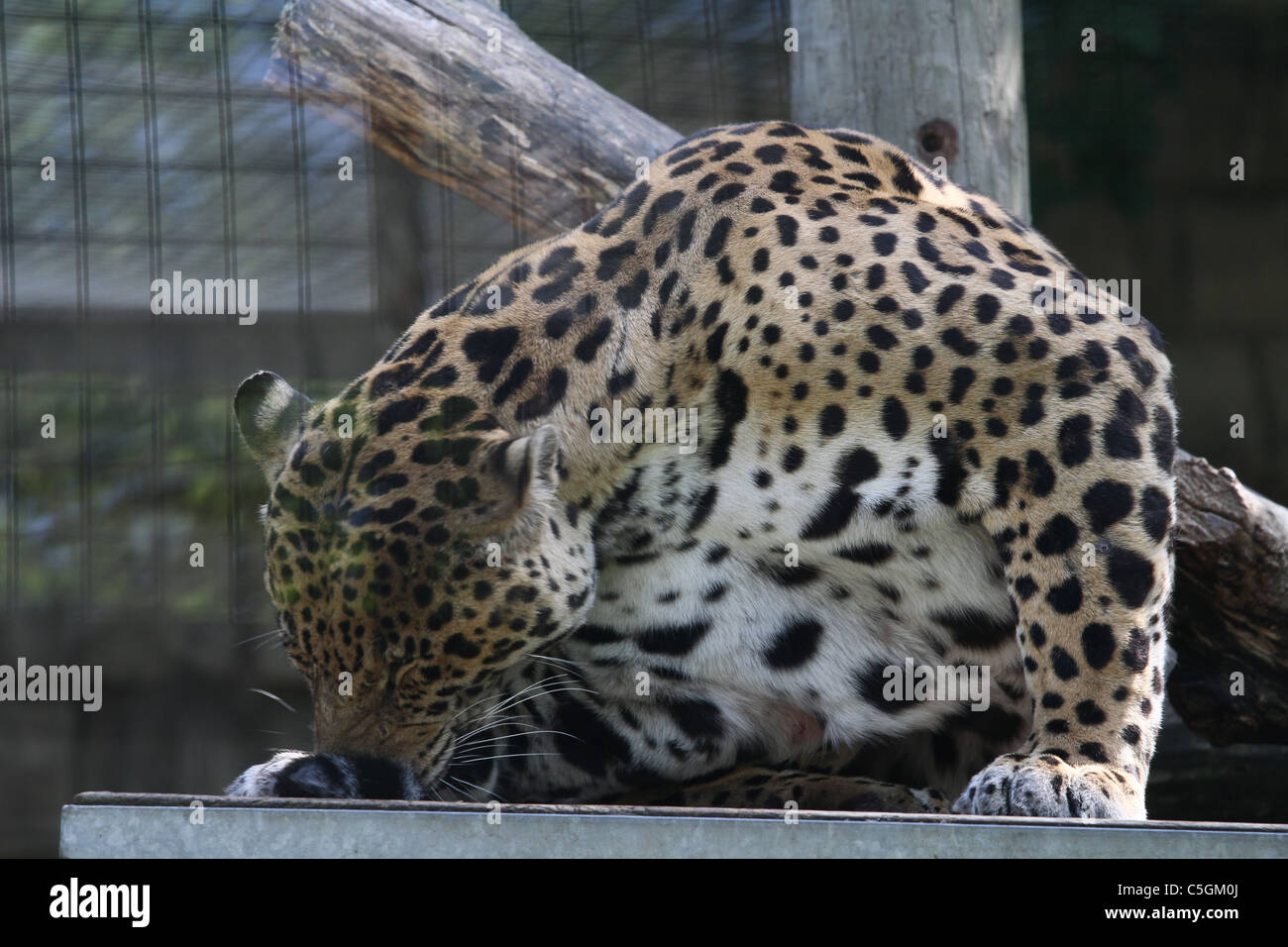 Jaguar all'interno della gabbia zoo Foto Stock