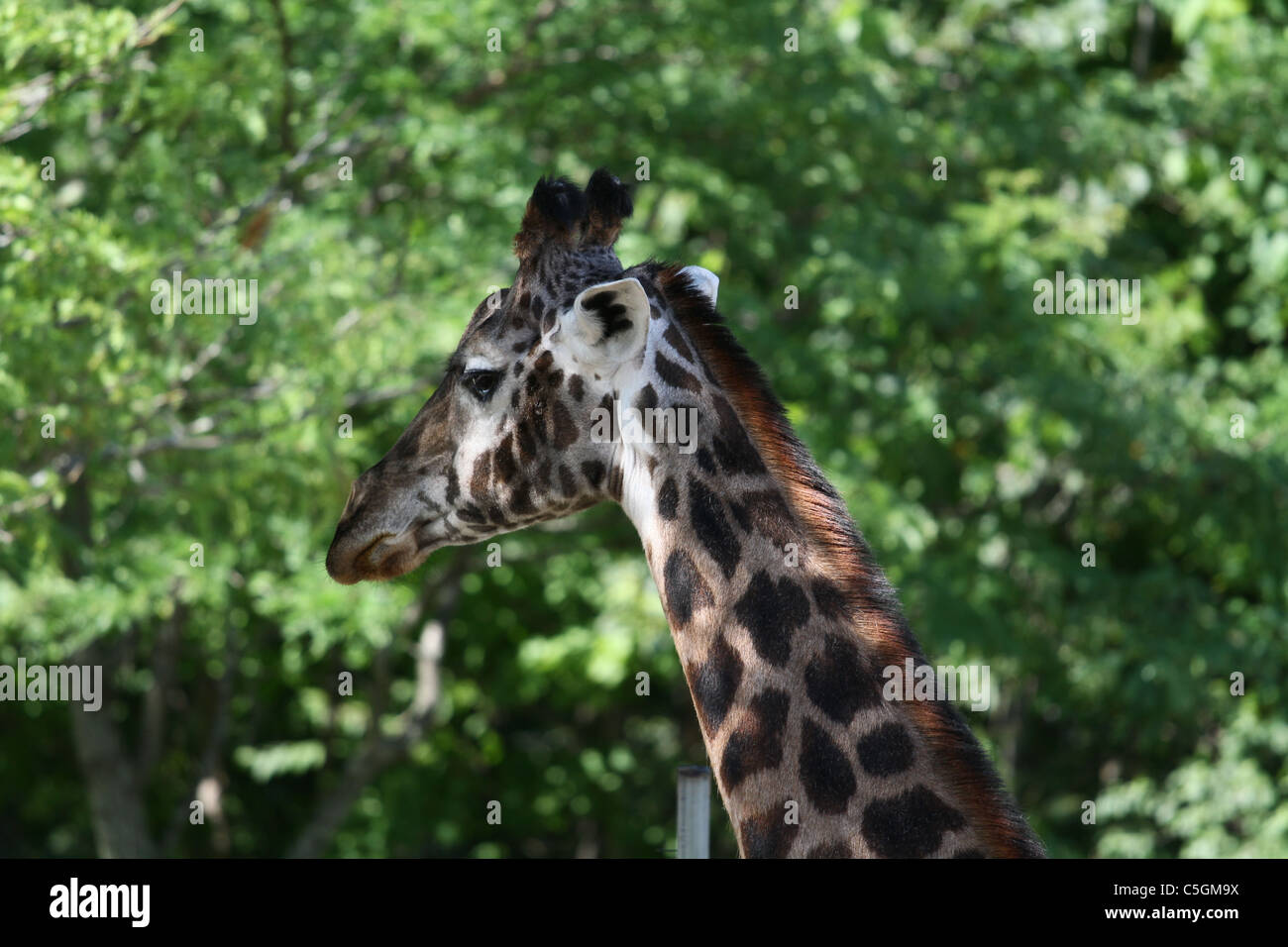 testa della giraffa Foto Stock