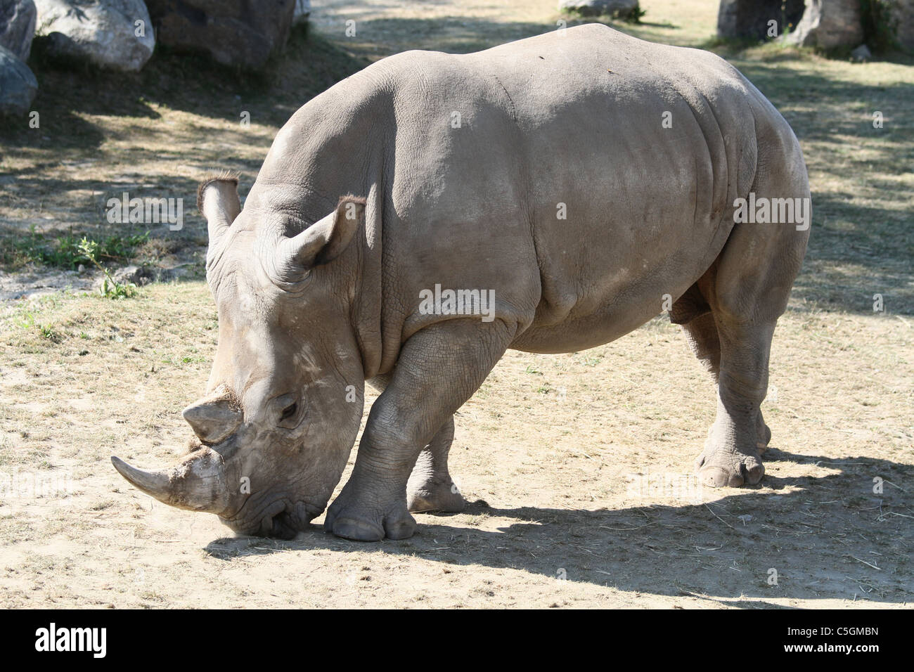 Rhino walking calda estate Foto Stock