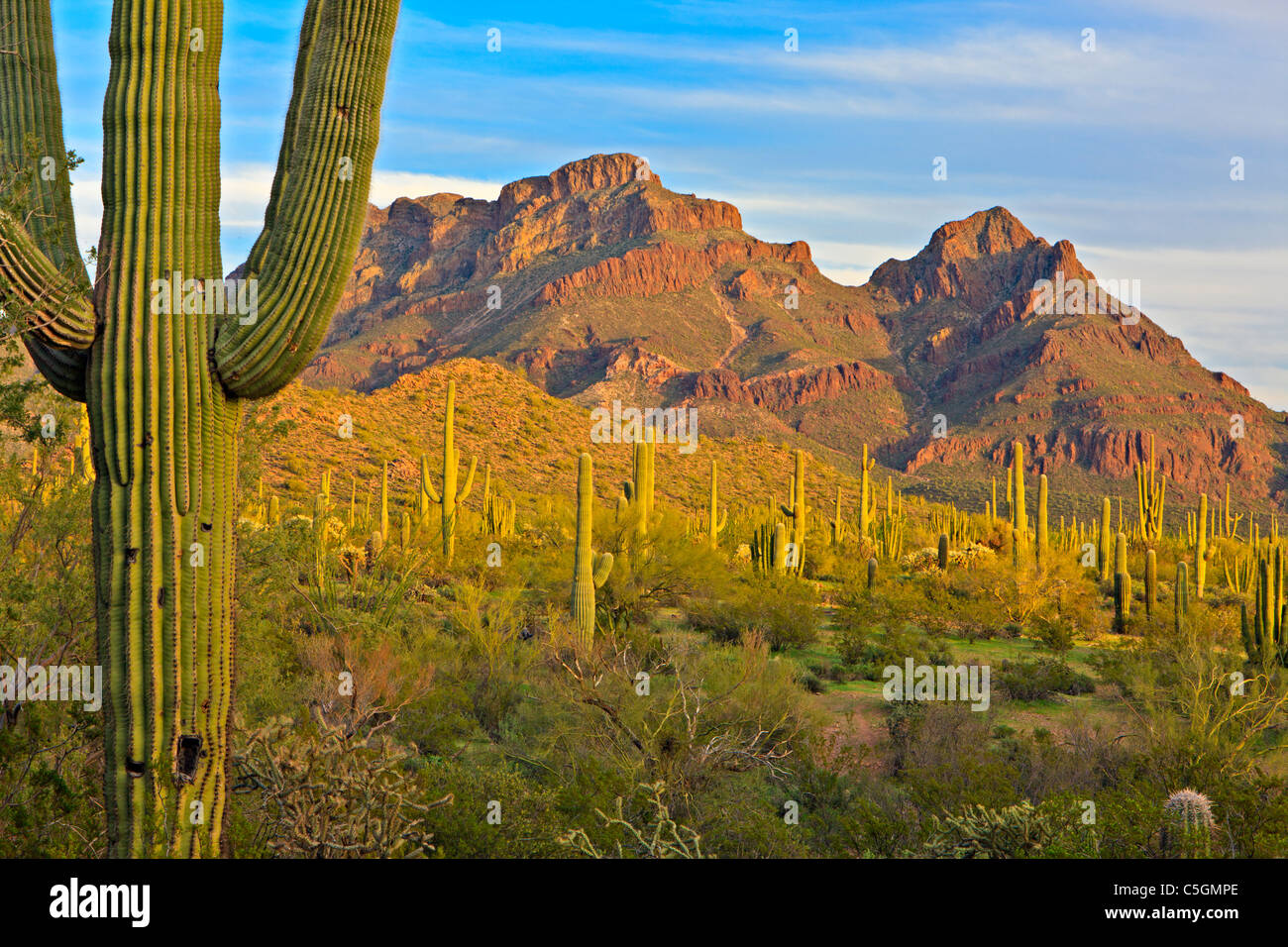 Ajo gamma montagne, cactus Saguaro, molla, organo a canne monumento nazionale, Arizona, Stati Uniti d'America Foto Stock