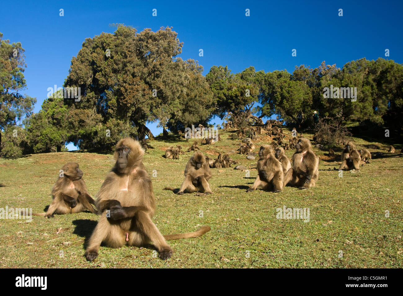Scimmie Gelada, Theropithecus gelada, Simien Mountains Etiopia Foto Stock