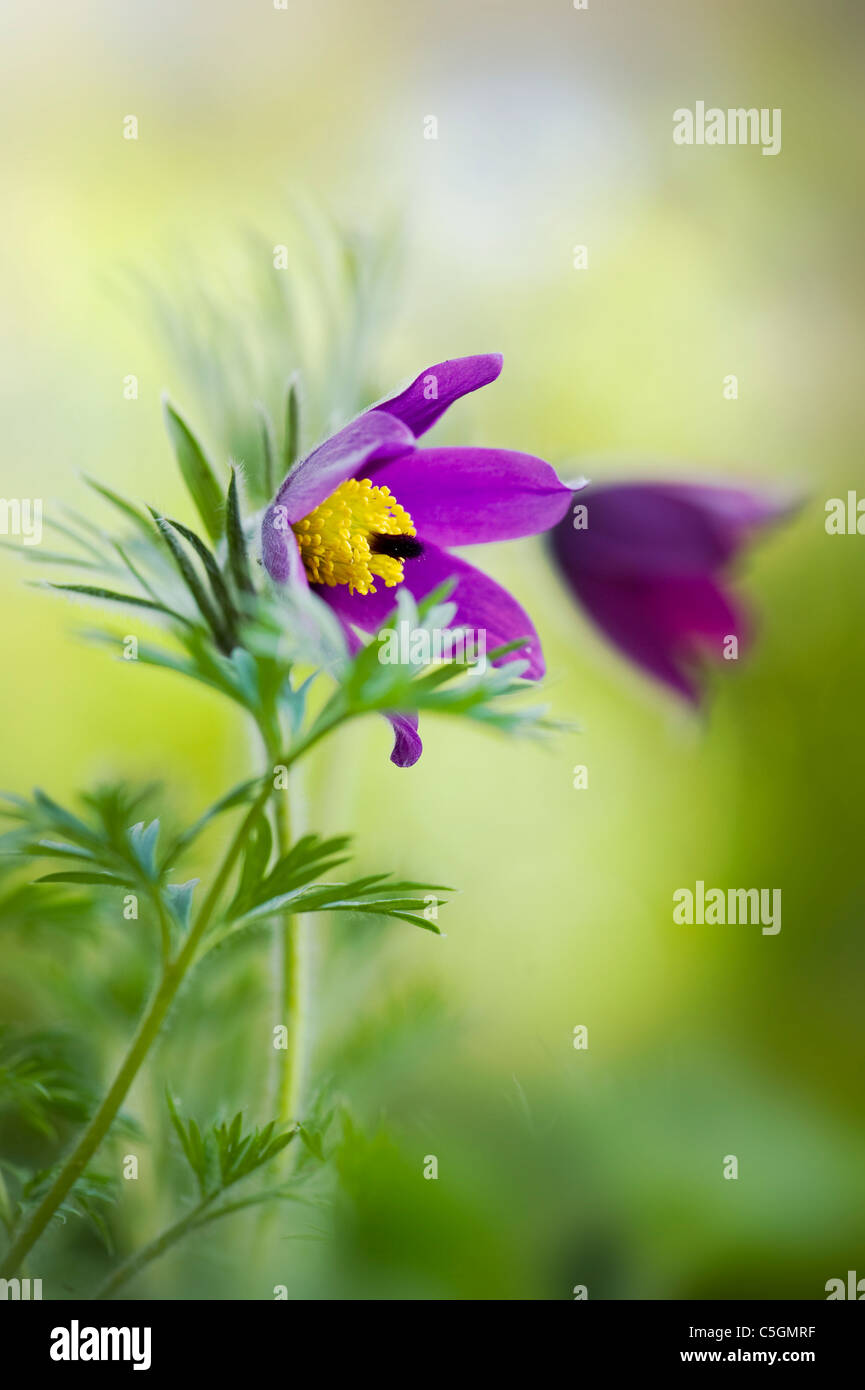 Un unico fiore viola testa di Pulsatilla vulgaris - "Pasque flower Foto Stock