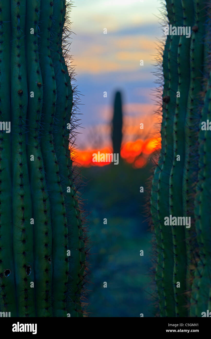 Cactus Saguaro al tramonto nel tubo dell'organo monumento nazionale, Arizona, Stati Uniti d'America Foto Stock