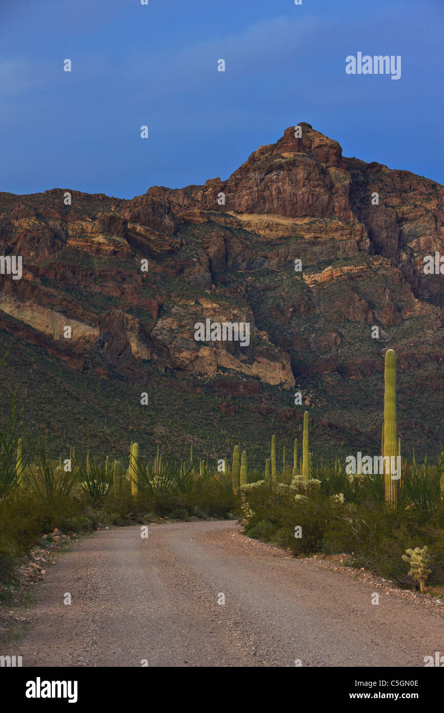 Ajo Mountain Drive, strada sterrata che conduce verso la gamma Ajo montagne al crepuscolo in organo a canne monumento nazionale, Arizona, USA Foto Stock
