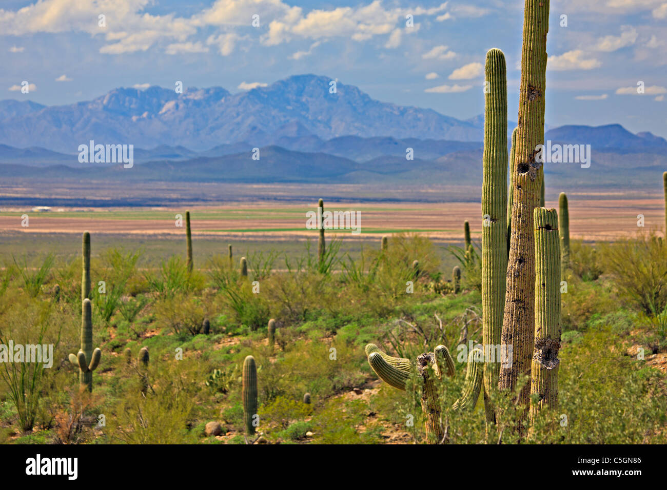 Il paesaggio del deserto con Saguaros visto da Arizona-Sonora Desert Museum, Tucson, Arizona, Stati Uniti d'America Foto Stock