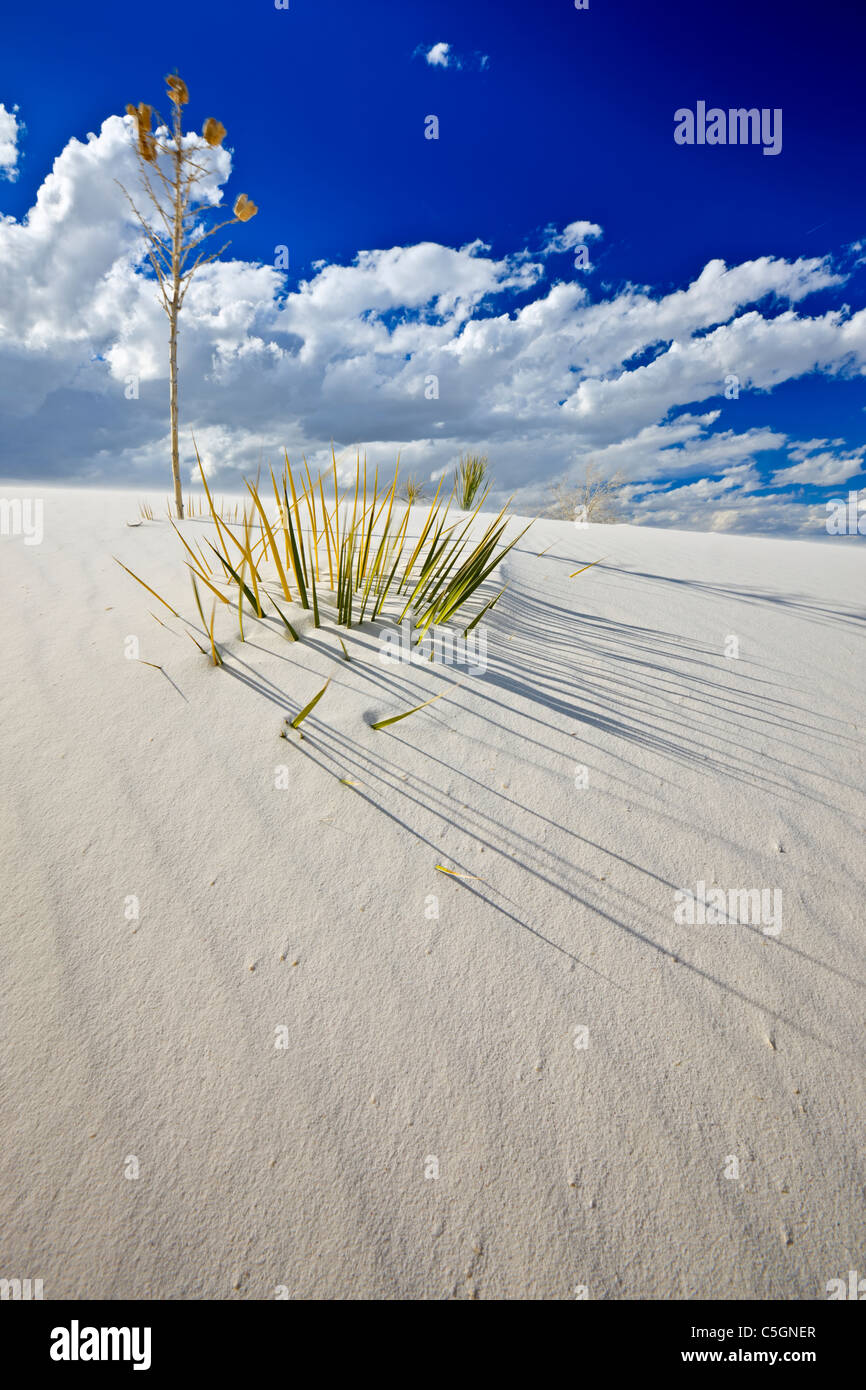 White Sands National Monument, Nuovo Messico, STATI UNITI D'AMERICA Foto Stock