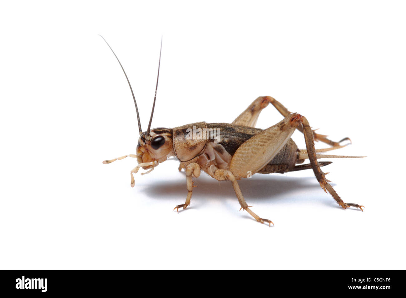 Brown cricket isolato su bianco Foto Stock