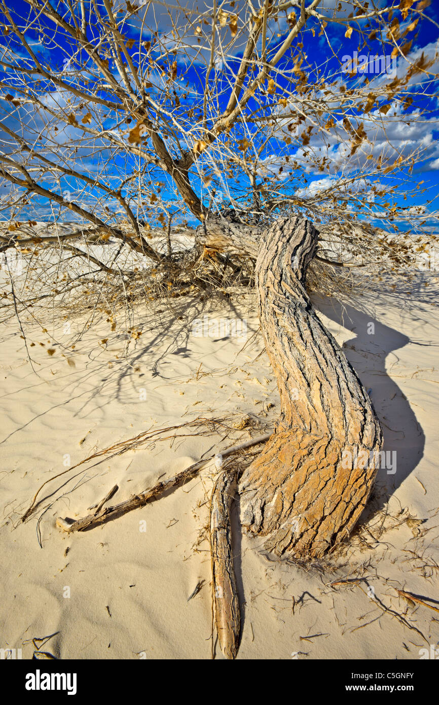 White Sands National Monument, Nuovo Messico, STATI UNITI D'AMERICA Foto Stock