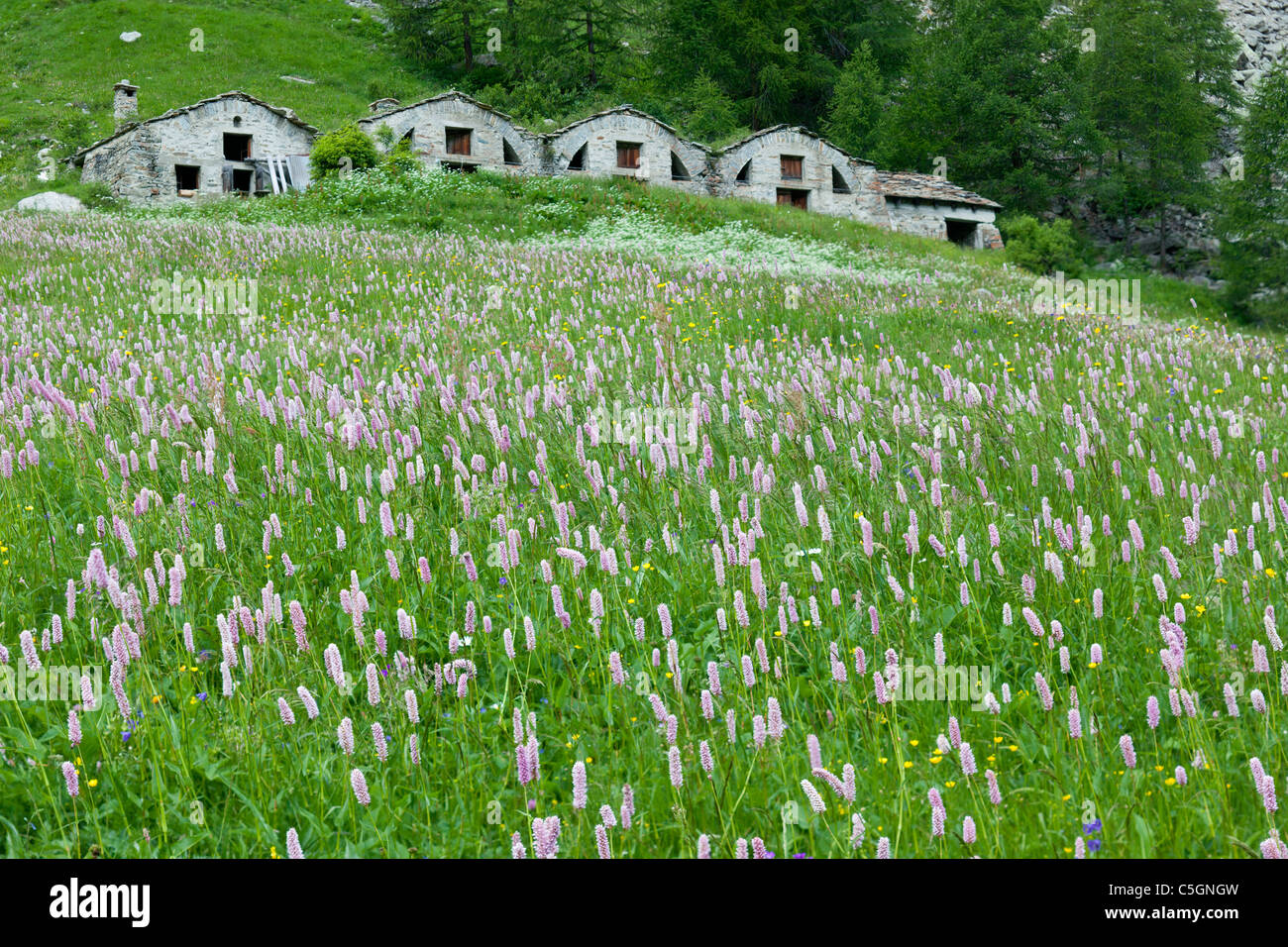 Prato alpino con bistort e altri fiori selvatici, Valsavarenche, Alpi Italiane Foto Stock