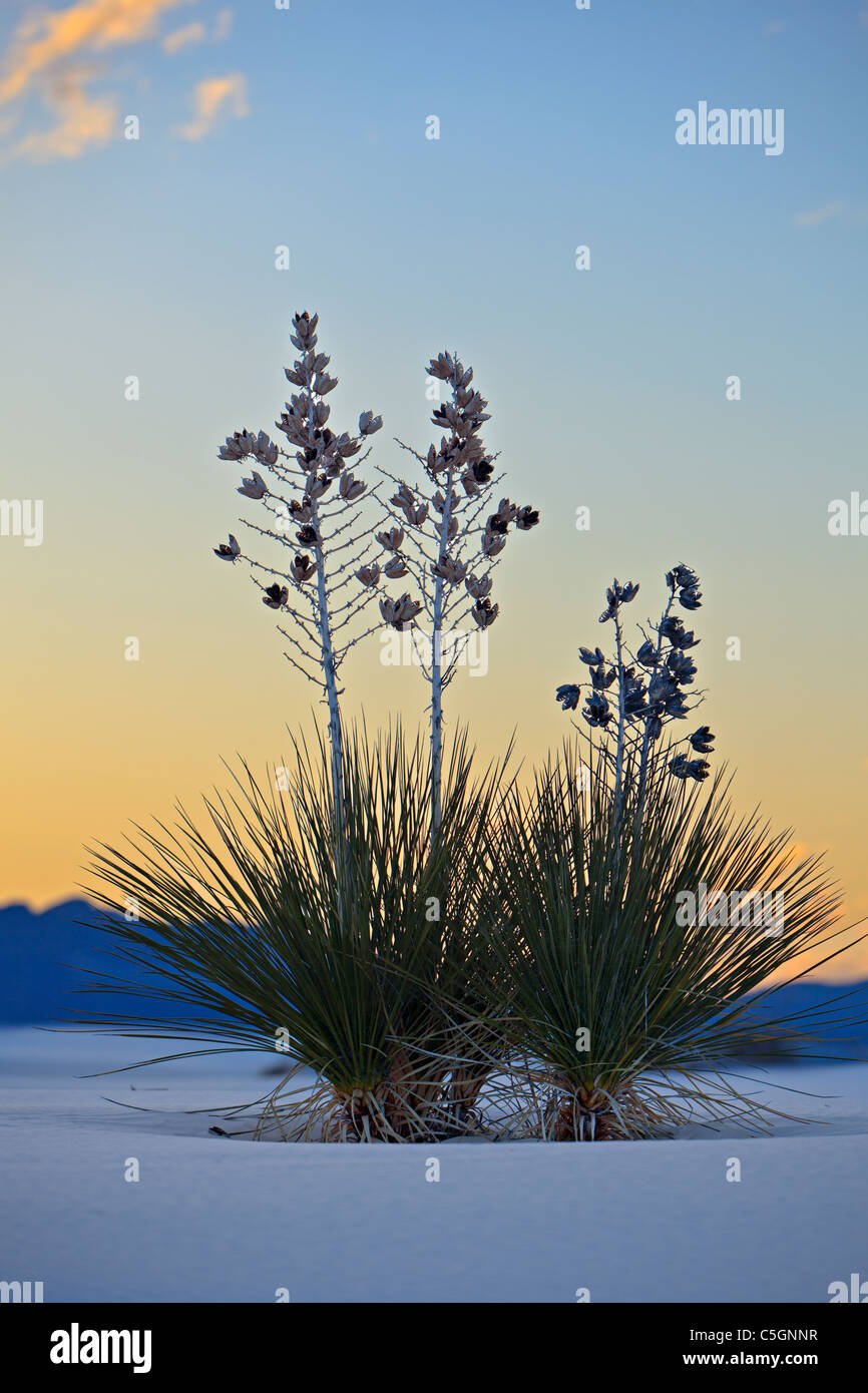 La Yucca, White Sands National Monument, Nuovo Messico, STATI UNITI D'AMERICA Foto Stock