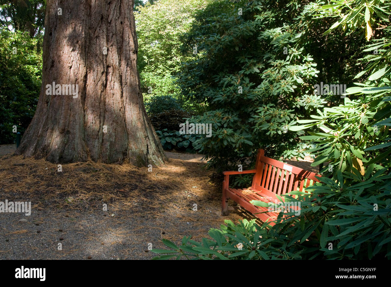 Base di albero di sequoia con red graden panchina Dawyck bosco giardino botanico Foto Stock