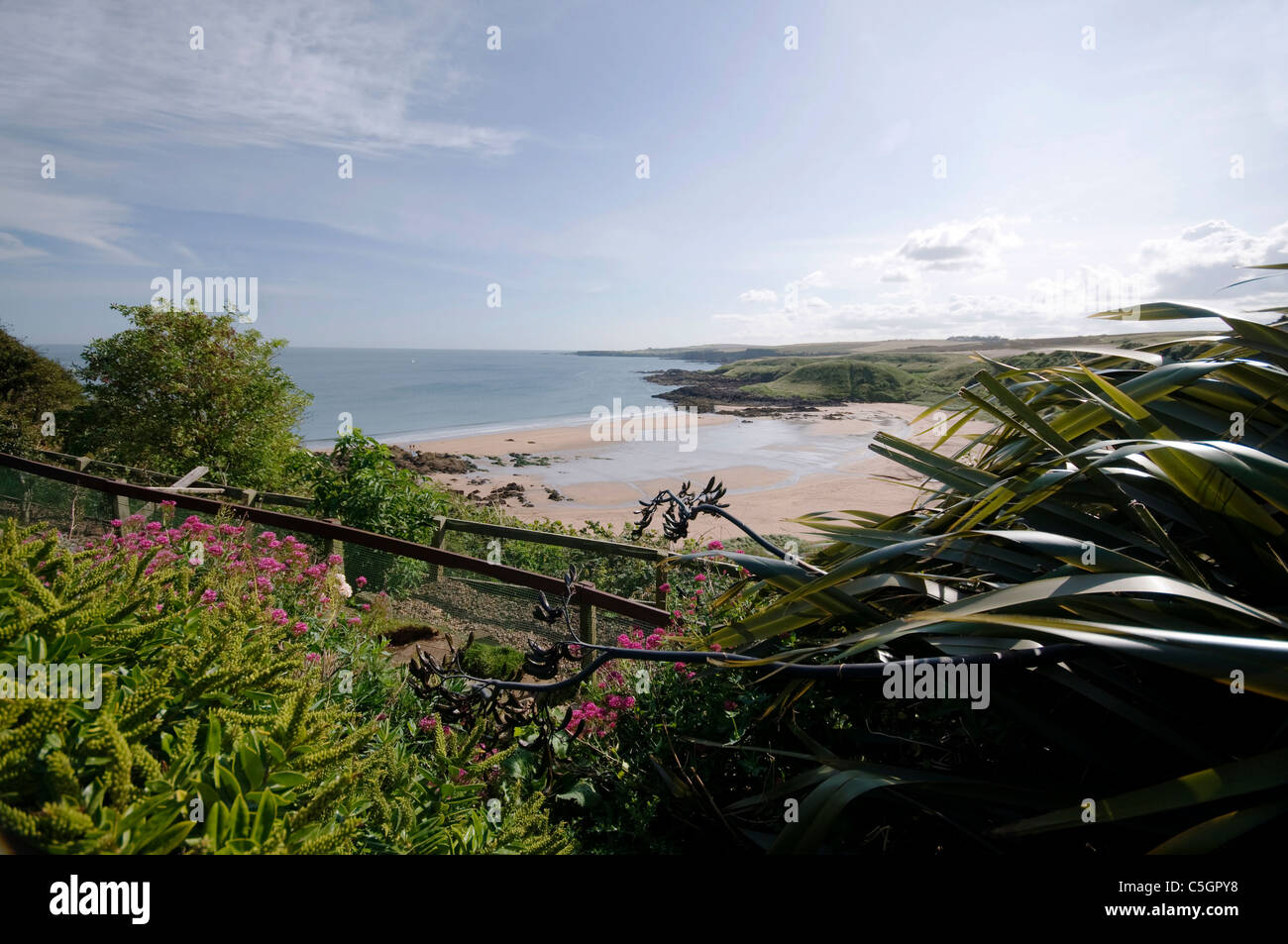 Coldingham Bay View dal sentiero con piante da giardino Foto Stock