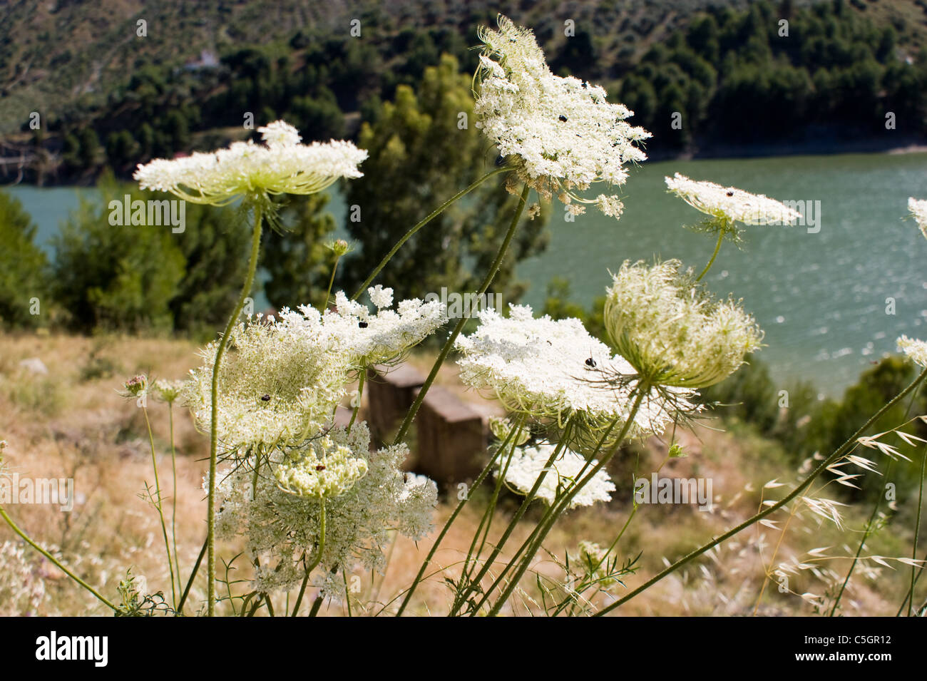Fiori Selvatici crescono vicino alla diga idroelettrica a El Chorro Andalusia Spagna Foto Stock