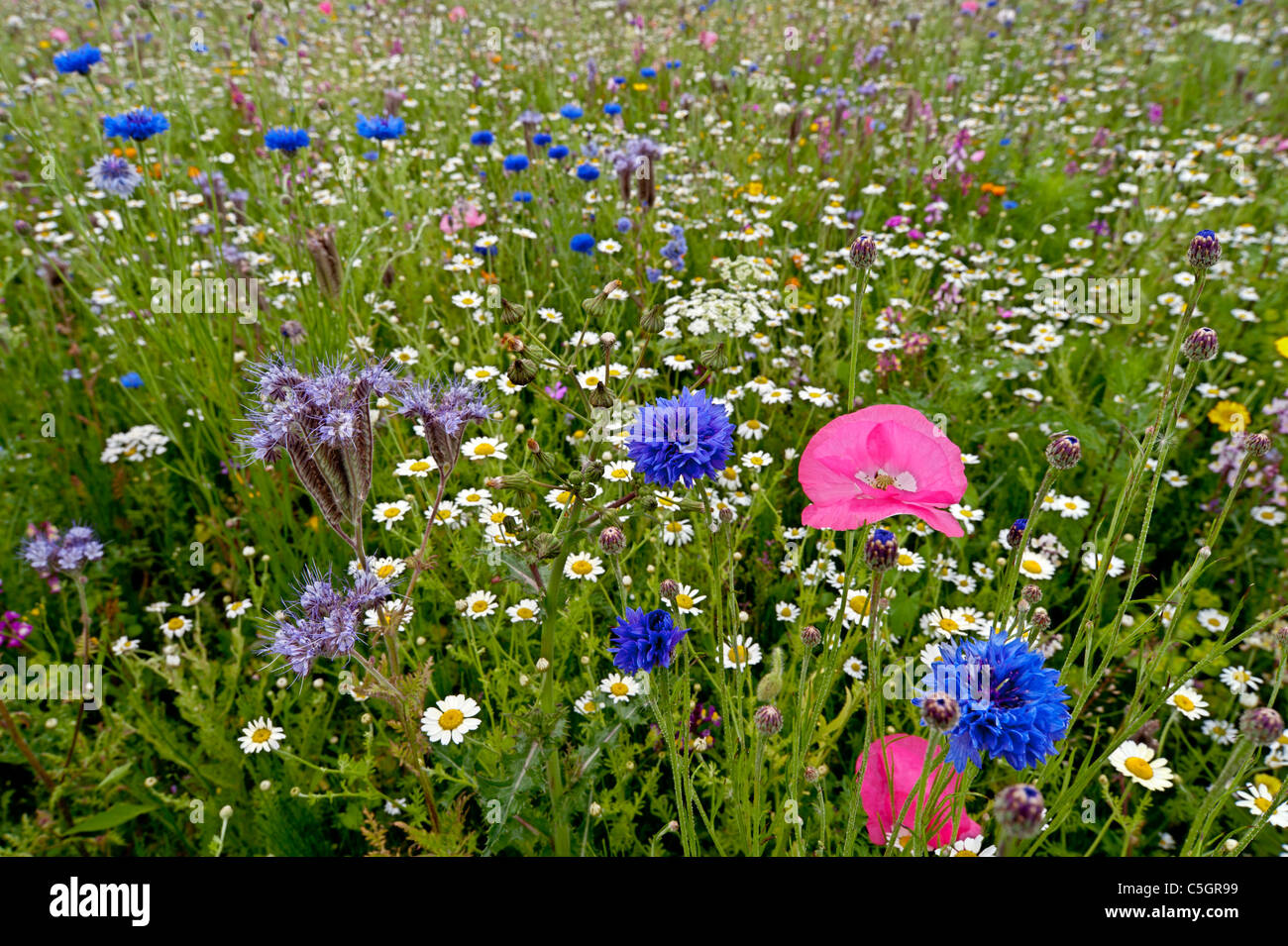Prato di fiori selvaggi. Cornflowers e di papavero in un campo pieno di fiori selvatici in un inglese un giorno d'estate Foto Stock