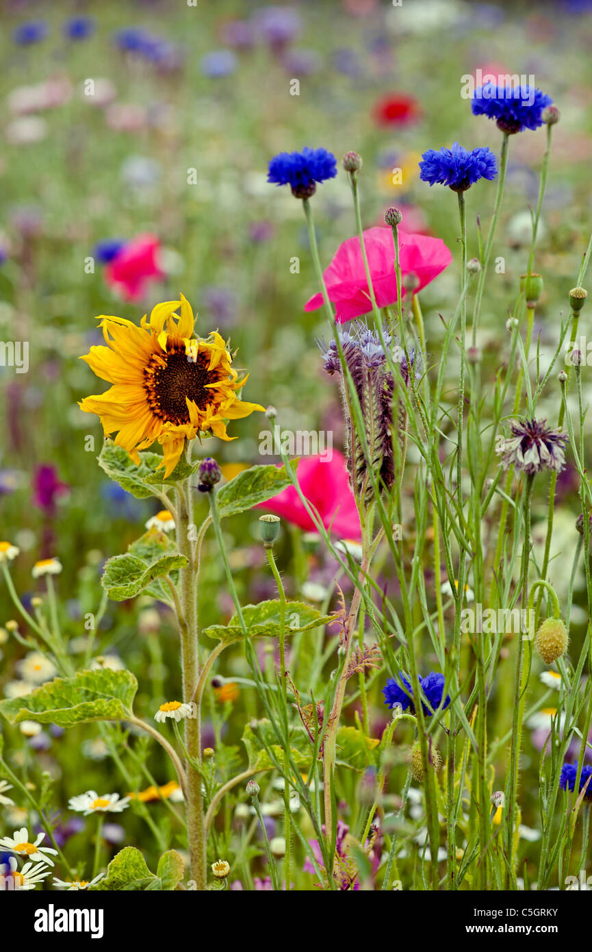 Prato di fiori selvaggi. Cornflowers girasole e semi di papavero in un campo pieno di fiori selvatici in un inglese un giorno d'estate Foto Stock