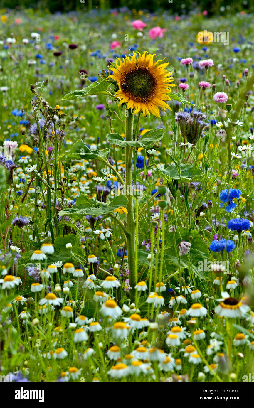Prato di fiori selvaggi. Cornflowers e il girasole in un campo pieno di fiori selvatici in un inglese un giorno d'estate Foto Stock