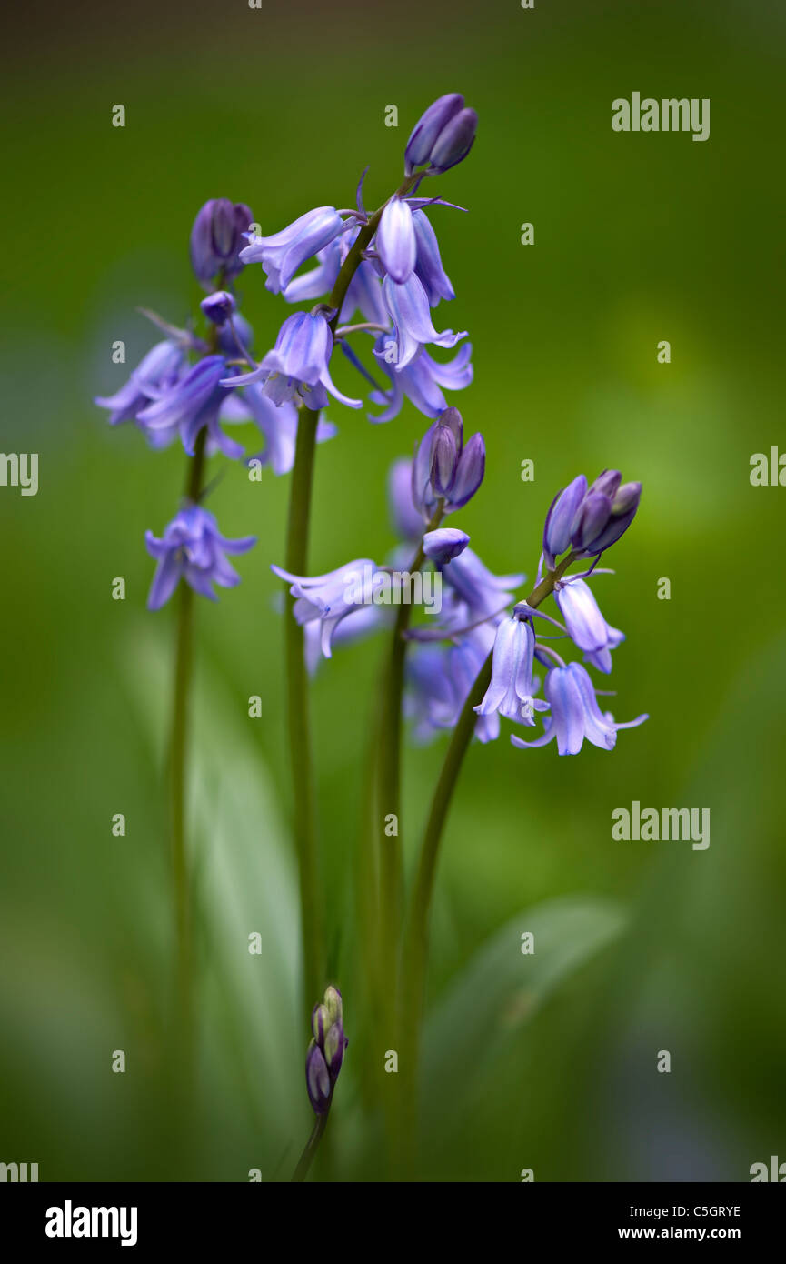 Inglese o Bluebells bluebells comune - Hyacinthoides non scripta Foto Stock