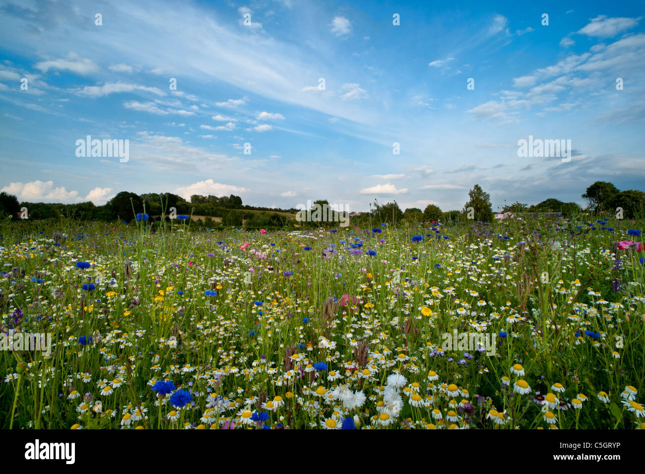 Prato di fiori selvaggi. Cornflowers e margherite in un campo pieno di fiori selvatici in un inglese un giorno d'estate Foto Stock